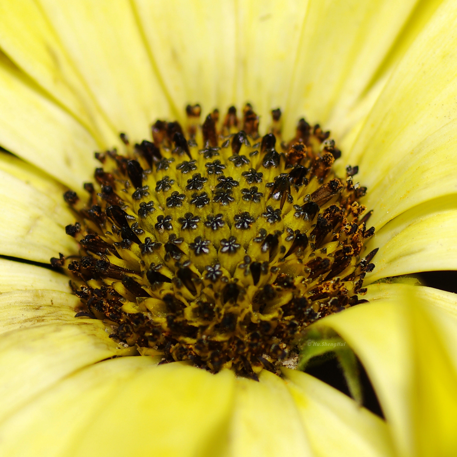 Pentax K-5 sample photo. Flower photography