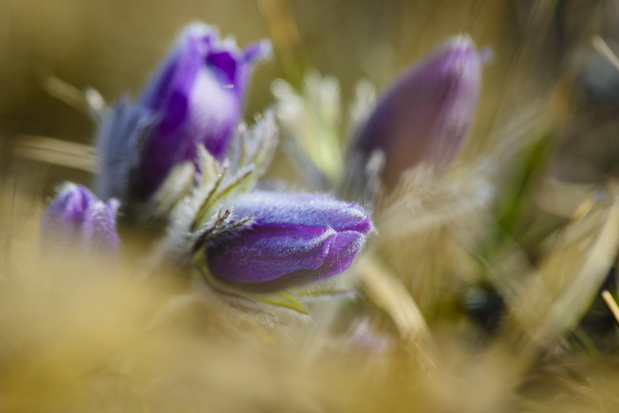 Nikon AF-S Micro-Nikkor 105mm F2.8G IF-ED VR sample photo. Bigmouth strikes again photography