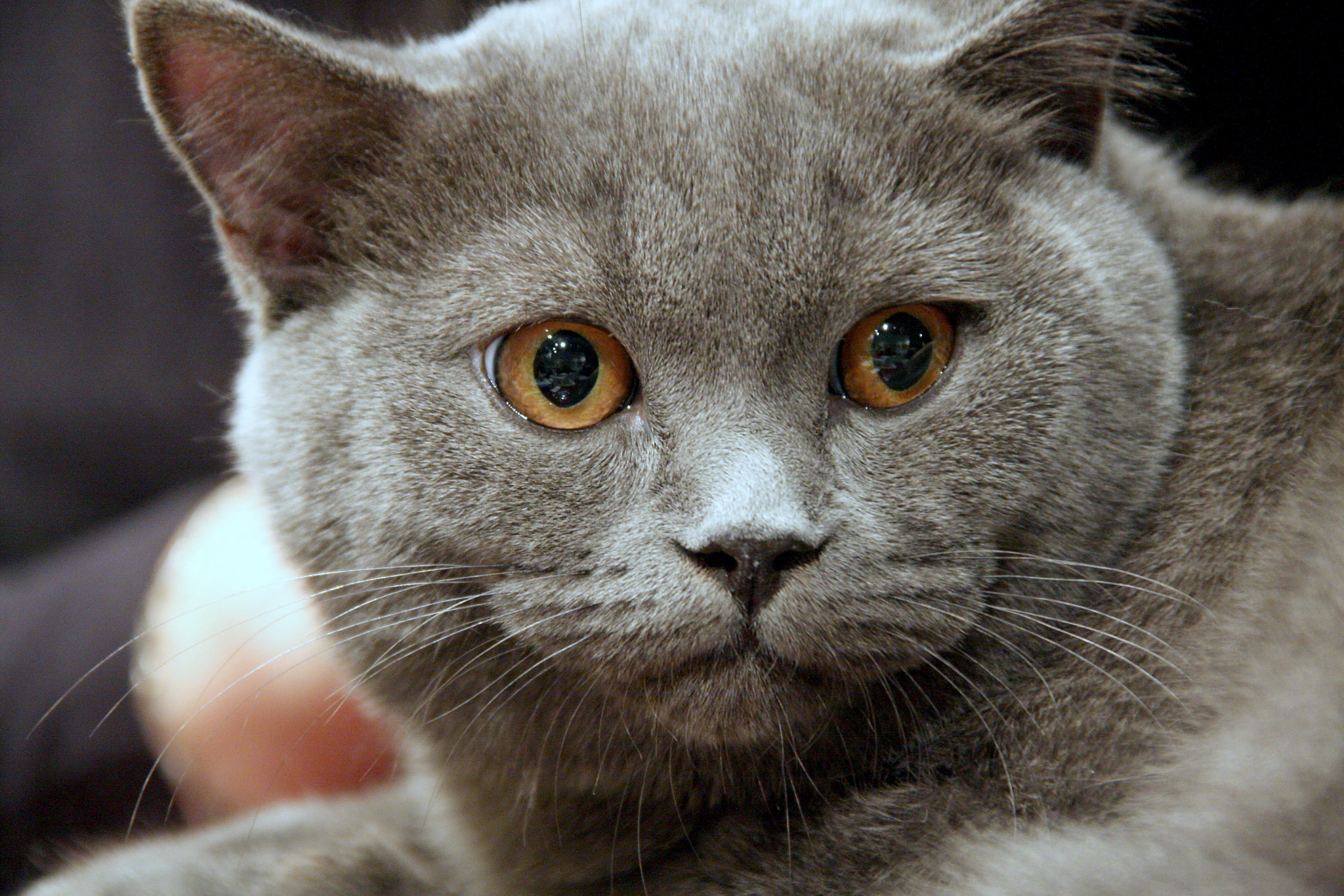 Sigma 18-200mm f/3.5-6.3 DC OS sample photo. Cat british breed photography
