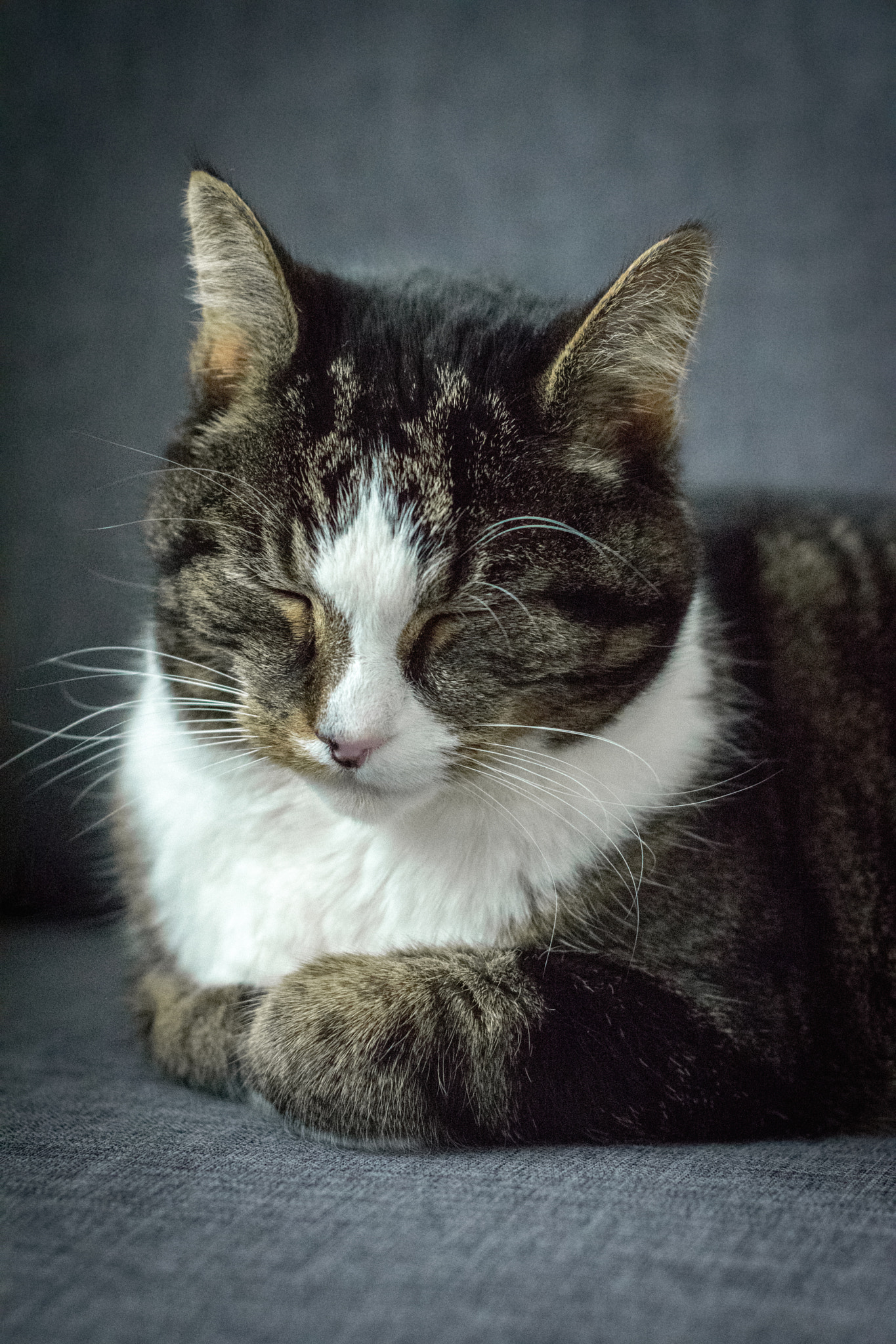 Nikon D3300 + Nikon AF Nikkor 50mm F1.8D sample photo. Cat photography