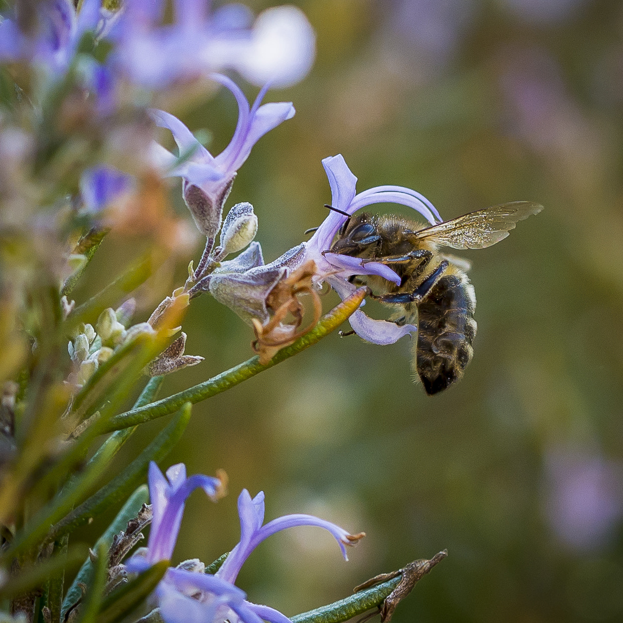 Nikon D610 sample photo. Bee sucking rosemary flower photography