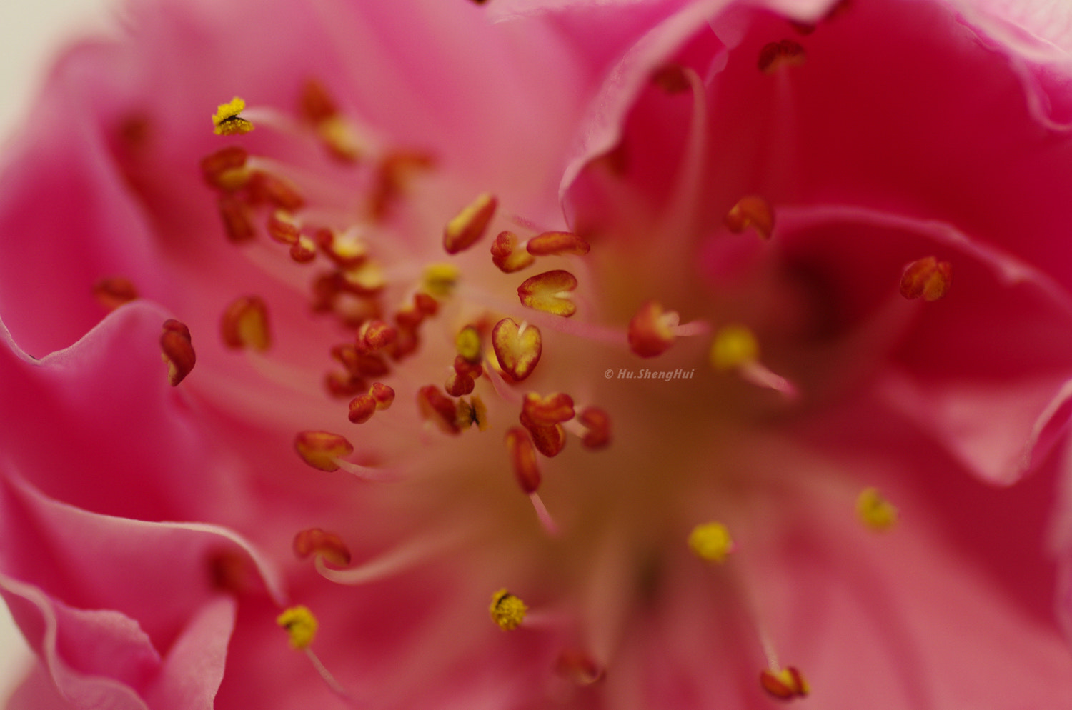 Pentax K-5 sample photo. Flower photography