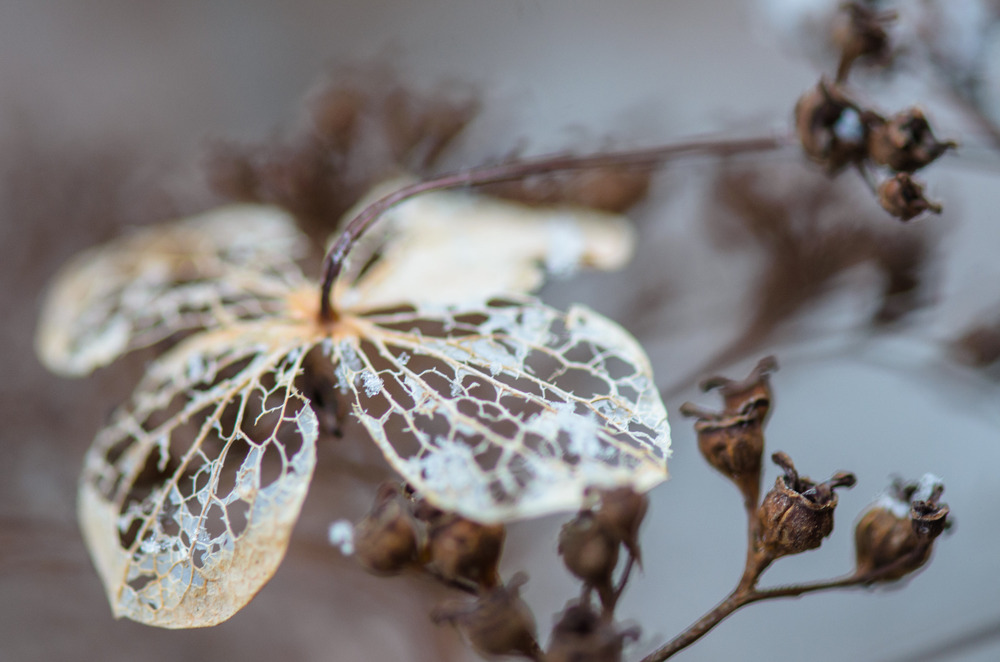 Nikon AF-S Micro-Nikkor 105mm F2.8G IF-ED VR sample photo. Wintermacro photography