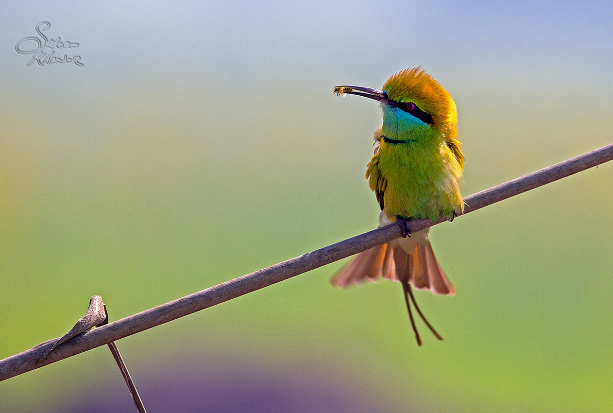 Canon EOS 6D + Sigma 150-600mm F5-6.3 DG OS HSM | C sample photo. Green bee eater having breakfast photography