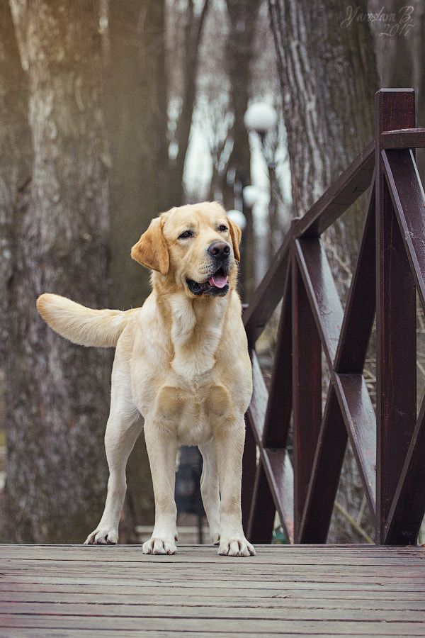 Canon EOS 7D + Canon EF 70-200mm F4L USM sample photo. Martin photography