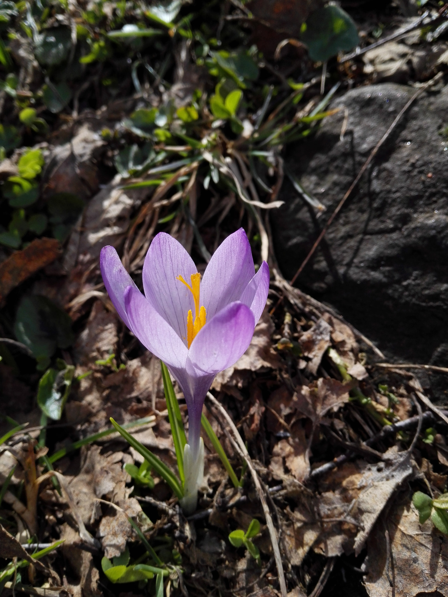 HUAWEI P7-L10 sample photo. Flower photography
