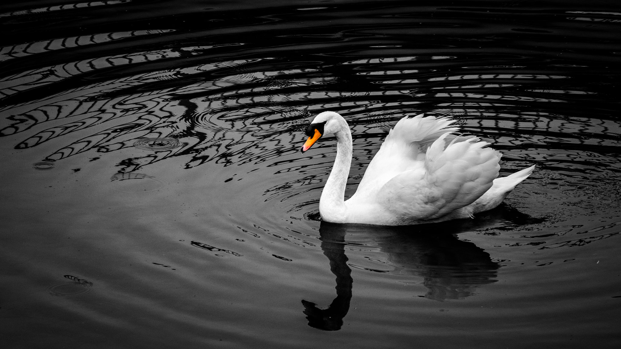 Nikon 1 Nikkor VR 30-110mm F3.8-5.6 sample photo. Alone photography