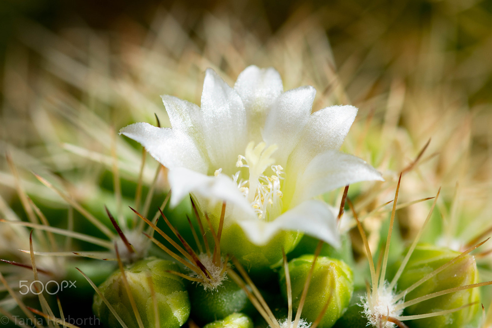 Sigma 105mm F2.8 EX DG OS HSM sample photo. Kaktusblüte weiß photography
