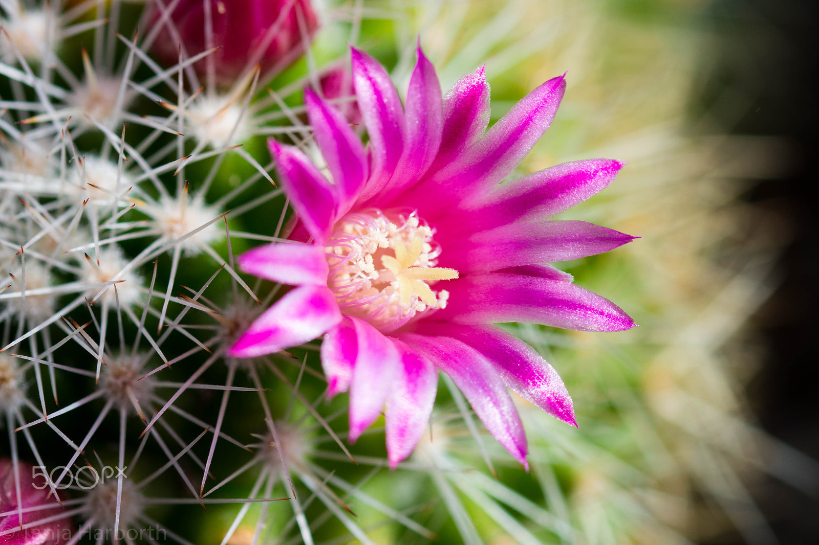 Sigma 105mm F2.8 EX DG OS HSM sample photo. Kaktusblüte pink photography
