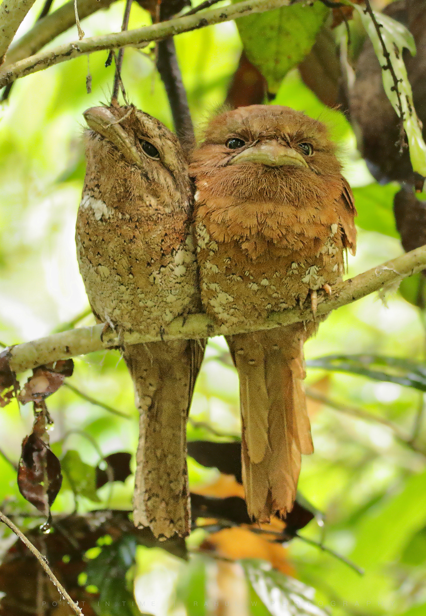 Sigma 150mm f/2.8 EX DG OS HSM APO Macro sample photo. The sri lanka frogmouth photography