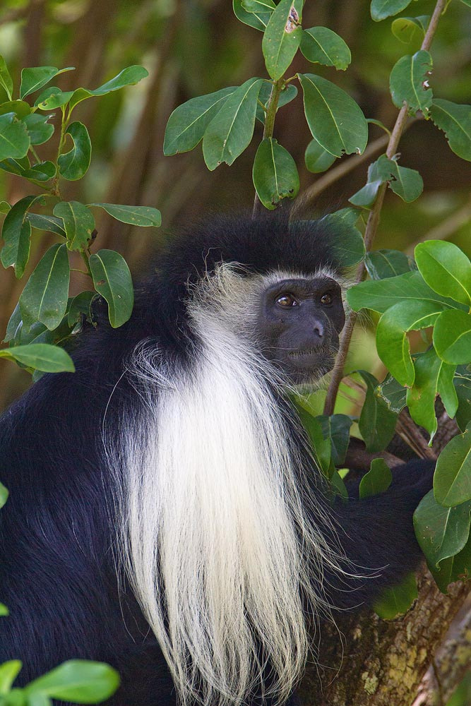 Canon EOS 7D + Canon EF 500mm F4L IS USM sample photo. Colobus monkey photography