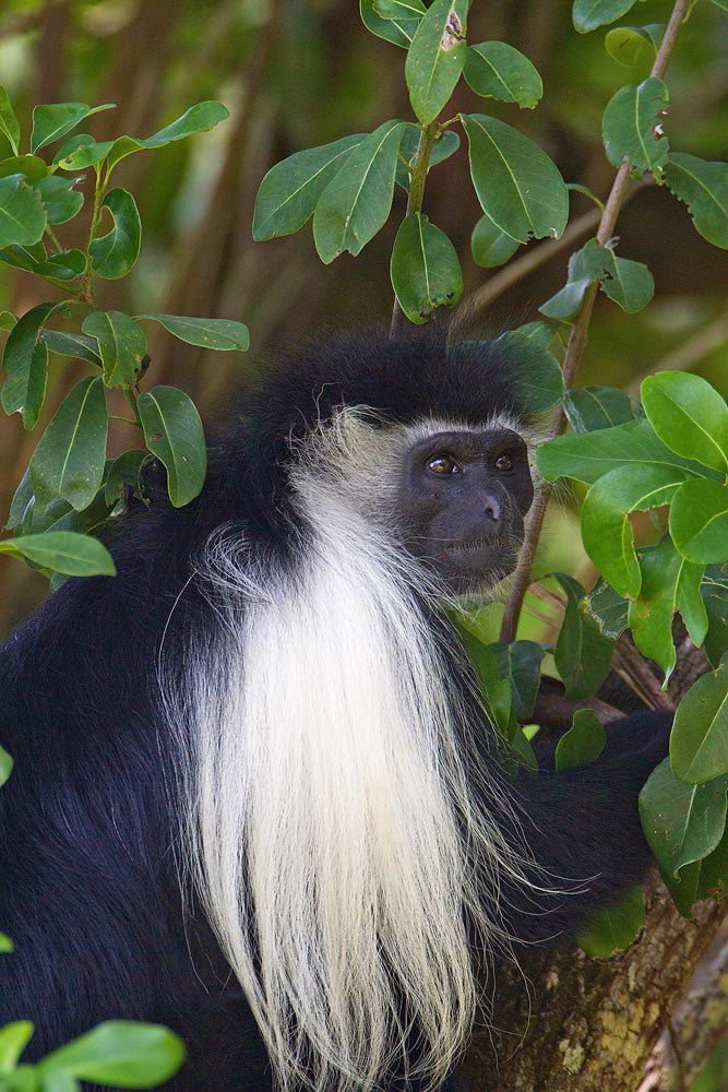 Canon EF 500mm F4L IS USM sample photo. Colobus monkey photography