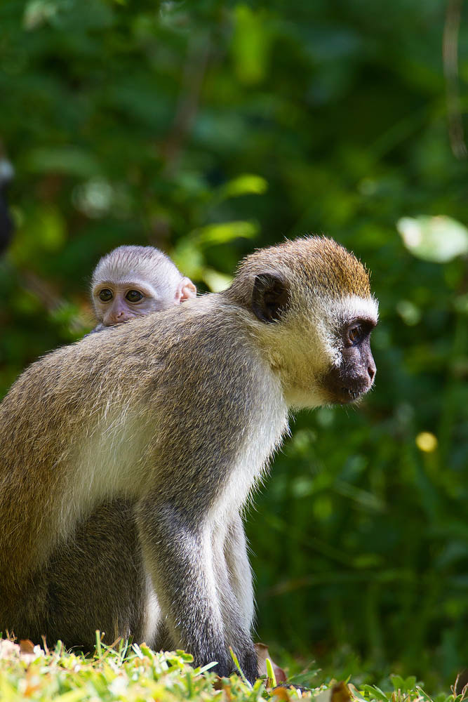 Canon EOS 7D + Canon EF 500mm F4L IS USM sample photo. Vervet monkey photography