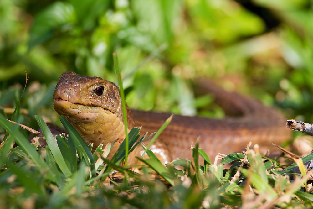 Canon EF 500mm F4L IS USM sample photo. () photography