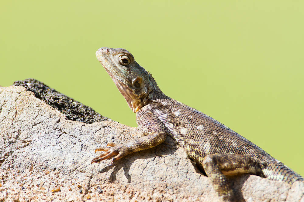 Canon EF 500mm F4L IS USM sample photo. Img photography