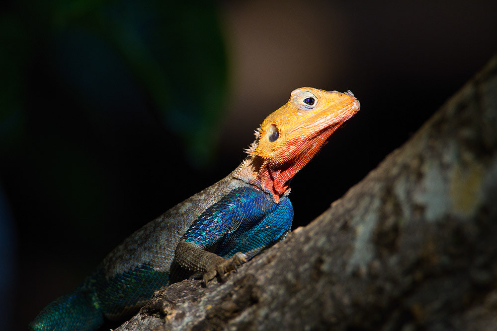 Canon EF 500mm F4L IS USM sample photo. Red-headed agama lizard photography