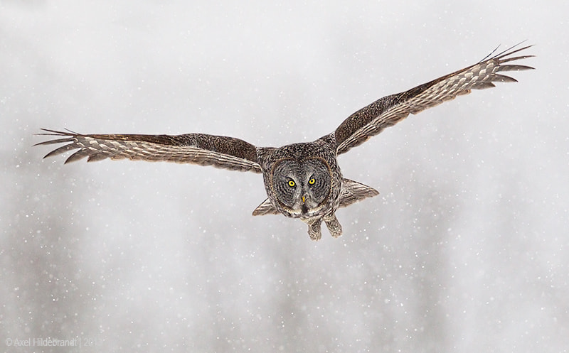 Canon EOS-1D Mark IV + Canon EF 500mm F4L IS USM sample photo. Great gray owl photography