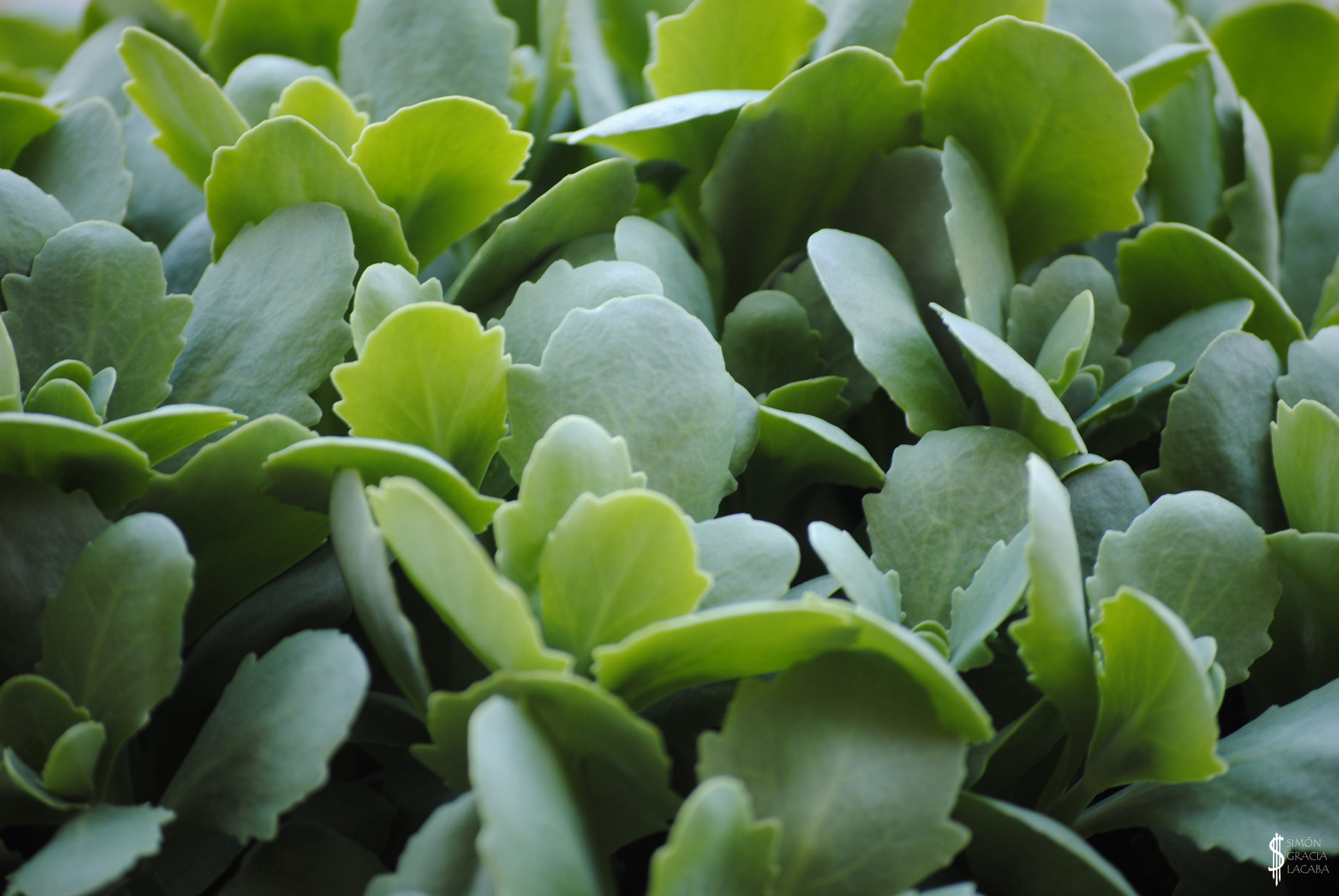 Nikon D3000 sample photo. Small green leaves photography