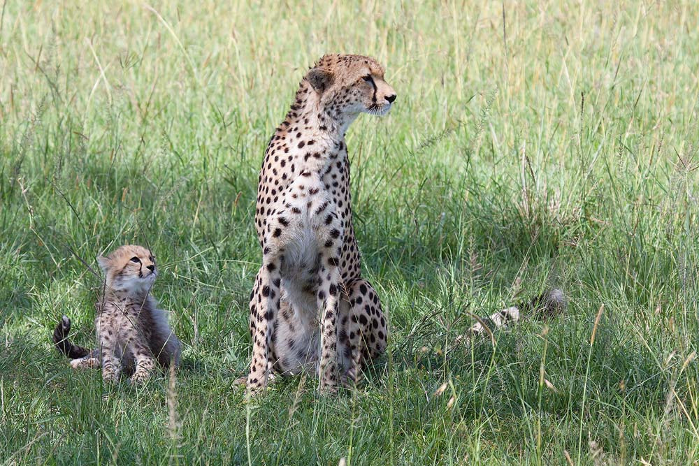 Canon EOS 50D + Canon EF 100-400mm F4.5-5.6L IS USM sample photo. Cheetah photography