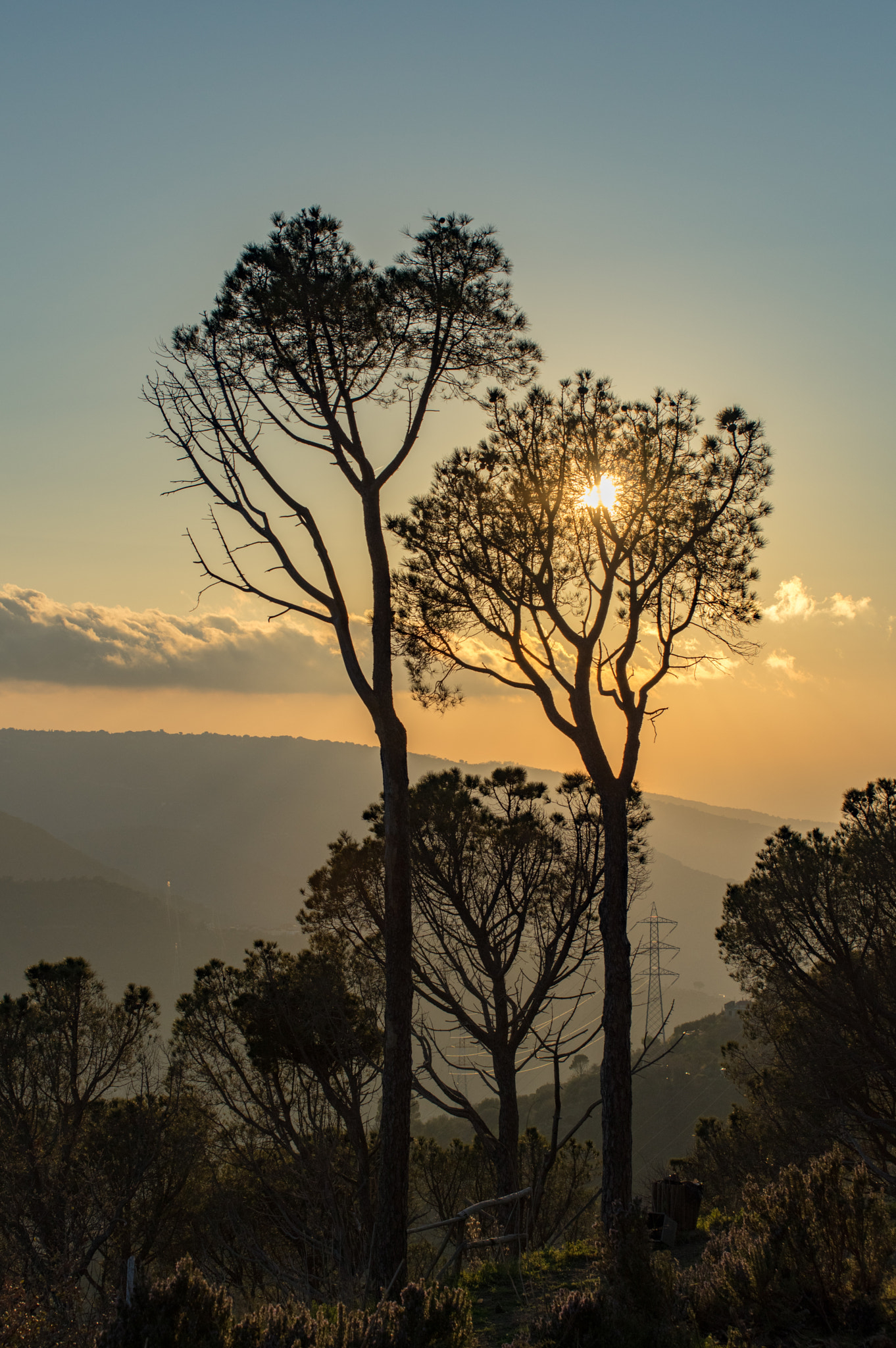 Pentax smc DA* 50-135mm F2.8 ED (IF) SDM sample photo. Trees at sunset  photography