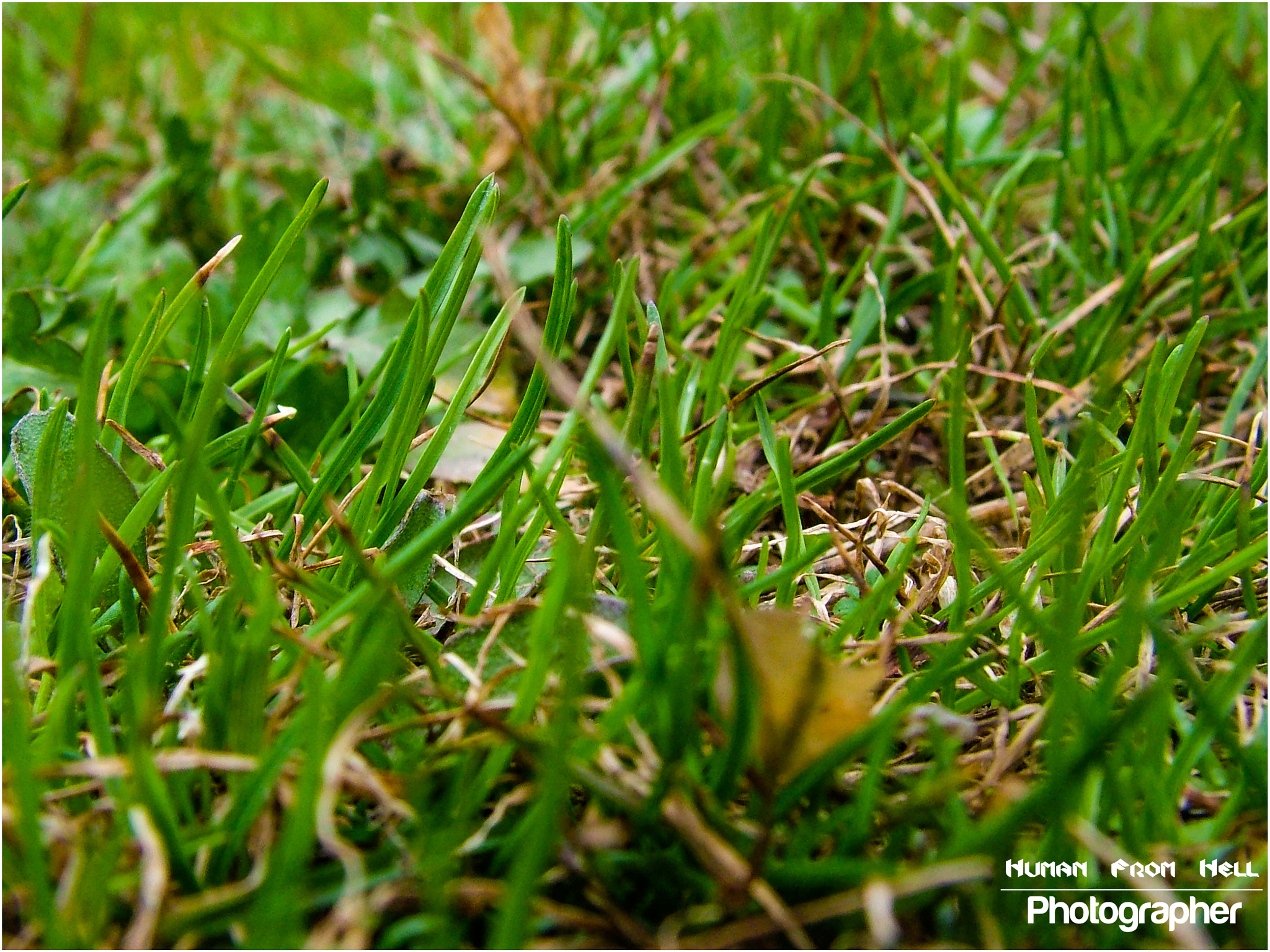 Fujifilm FinePix S7000 sample photo. Grass & leaves photography