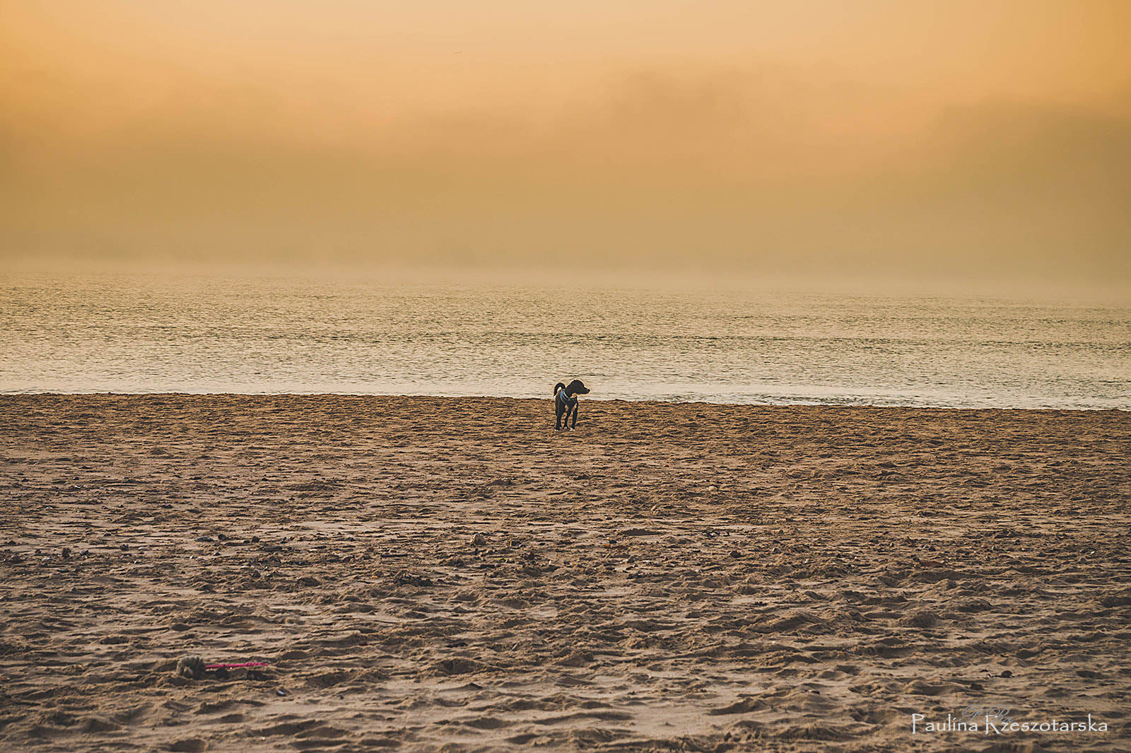 Sony SLT-A58 sample photo. Dog on the beach photography