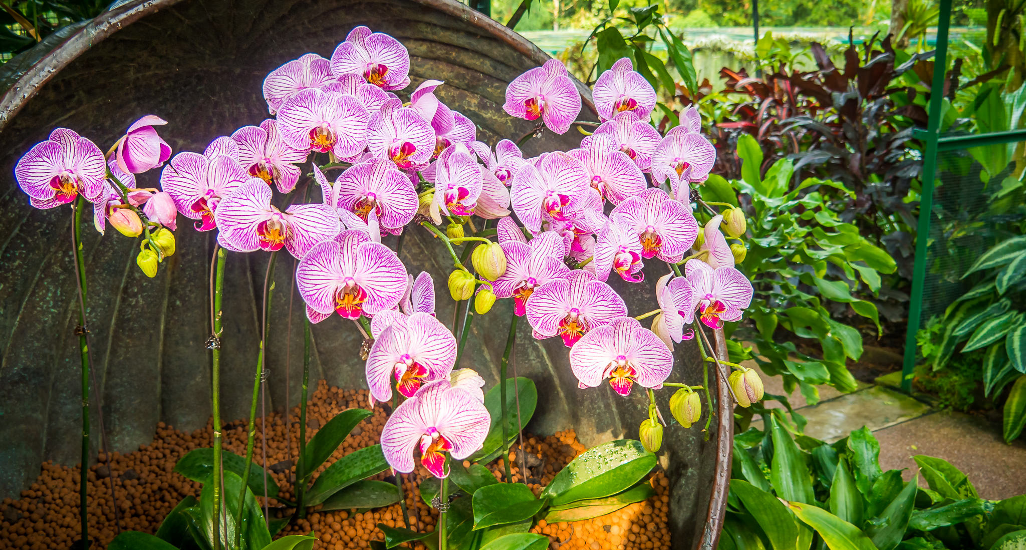 Olympus OM-D E-M10 sample photo. Orchid at botanic garden photography