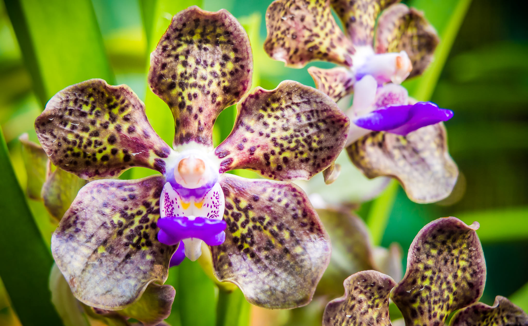 Olympus OM-D E-M10 sample photo. Orchid at botanic garden photography