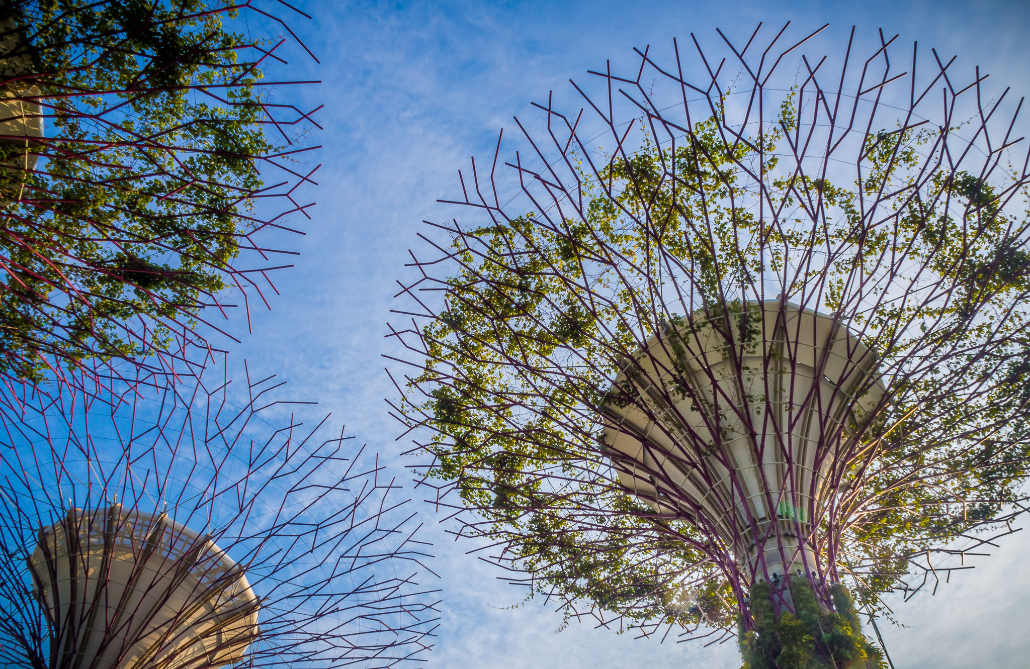 Olympus OM-D E-M10 sample photo. Supertree grove at garden by the bay photography