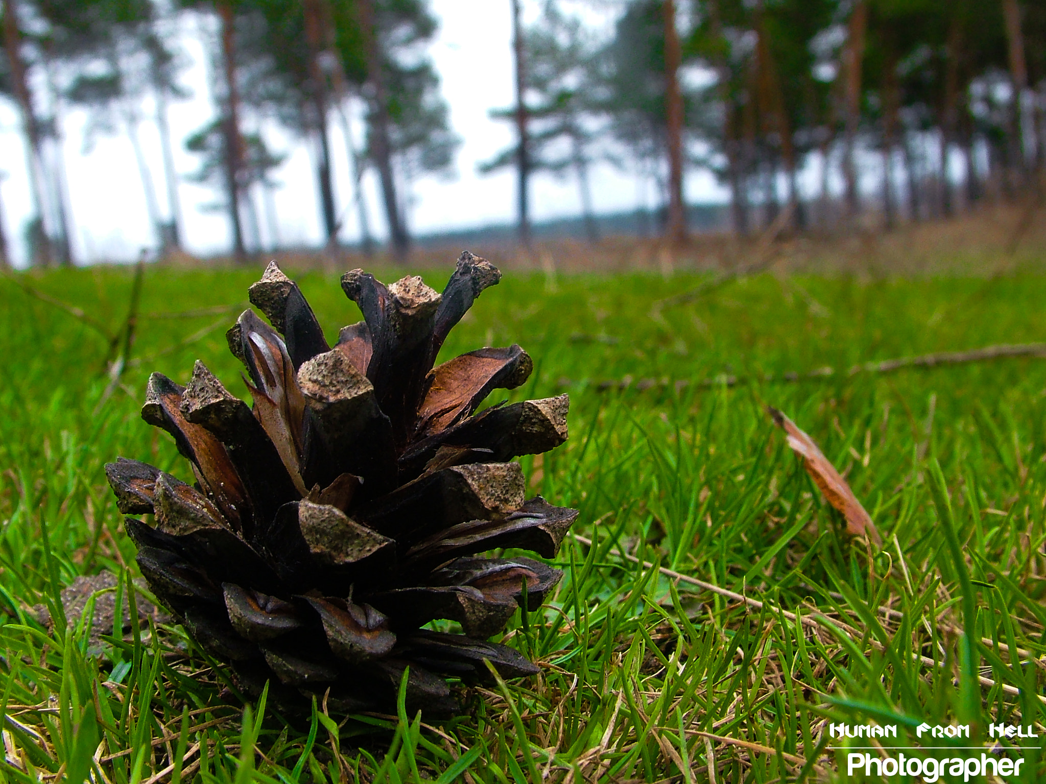 Fujifilm FinePix S7000 sample photo. Pine cone photography