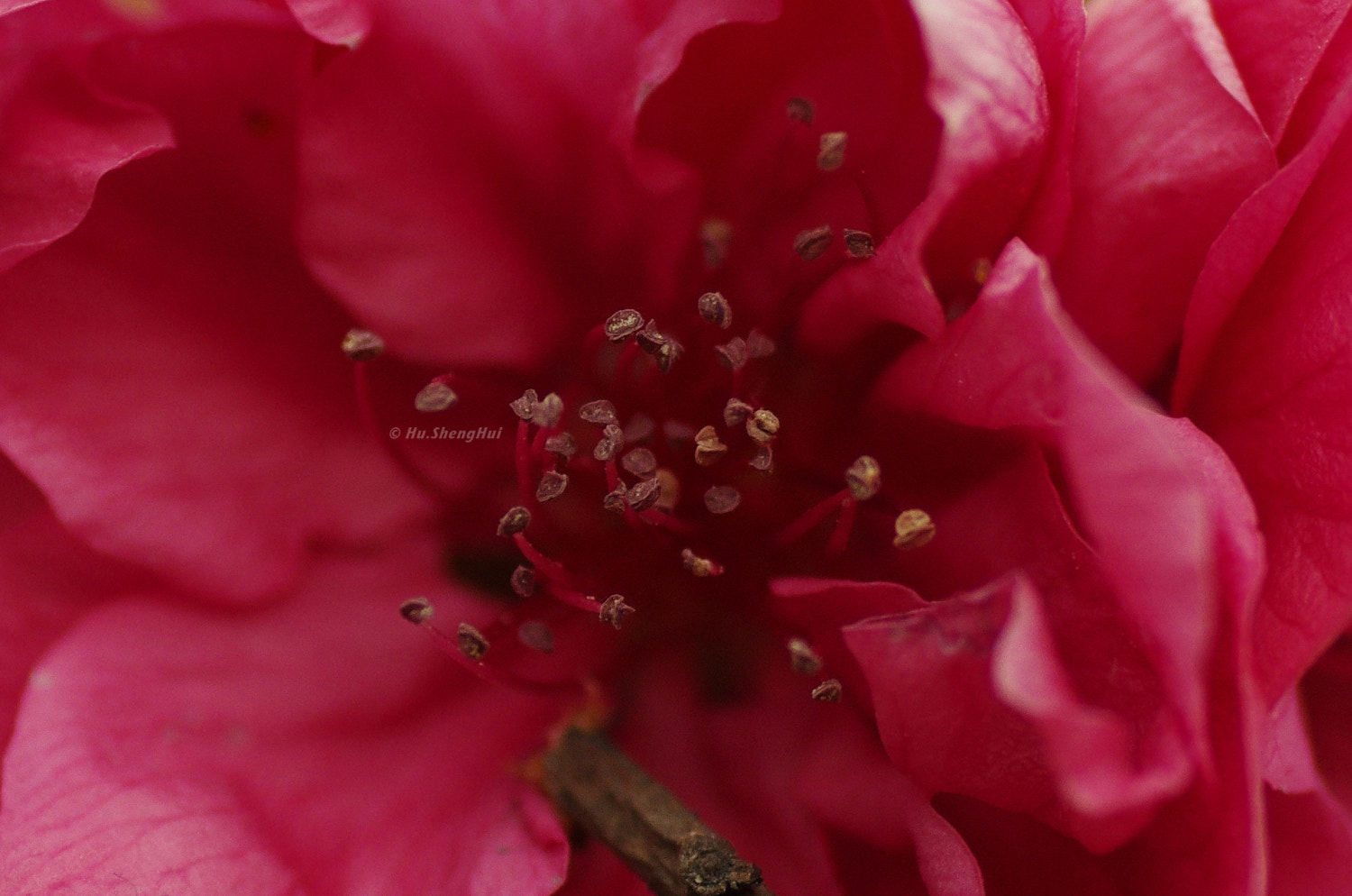 Pentax K-5 sample photo. Flower photography