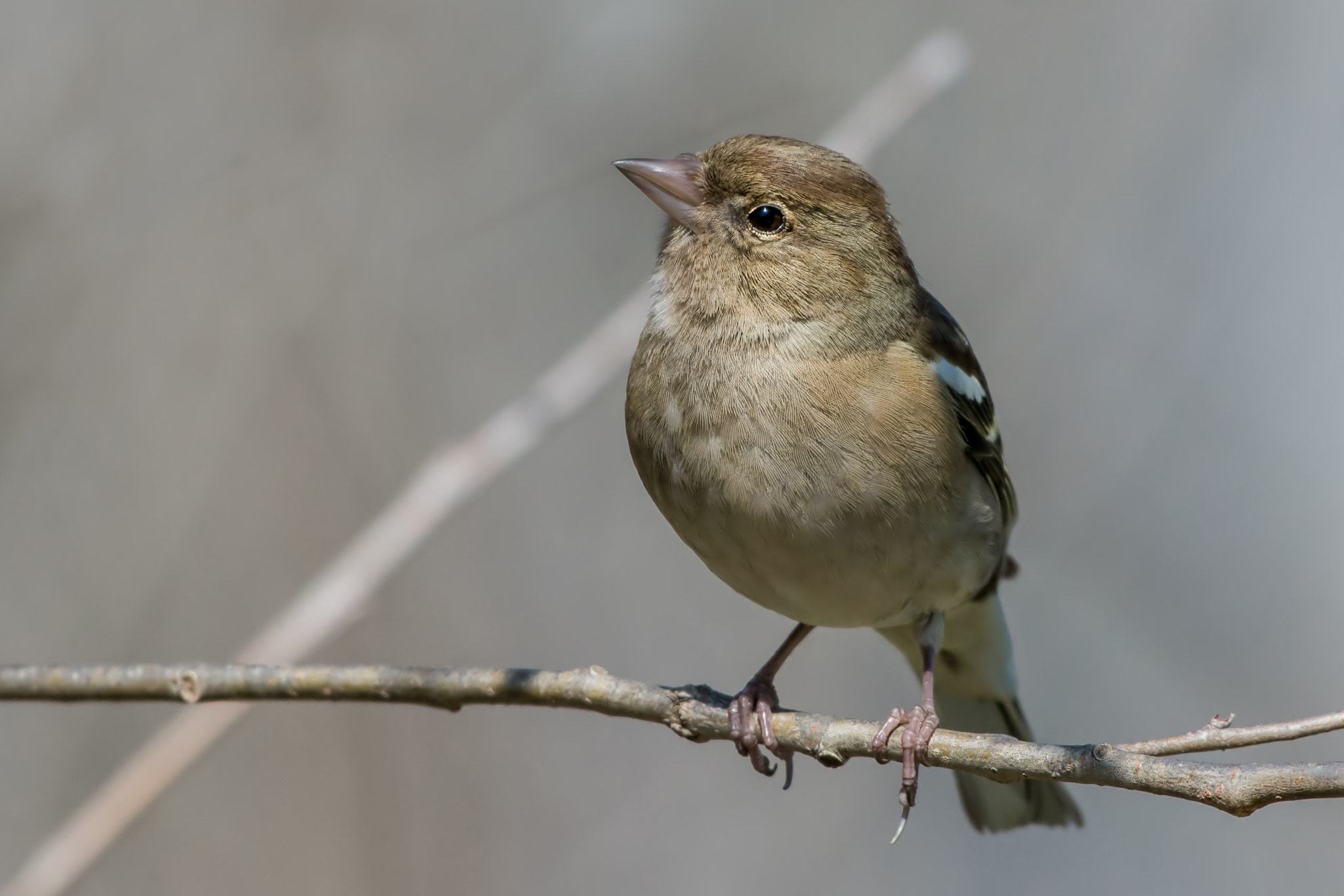Nikon AF-S Nikkor 200-500mm F5.6E ED VR sample photo. Chaffinch photography