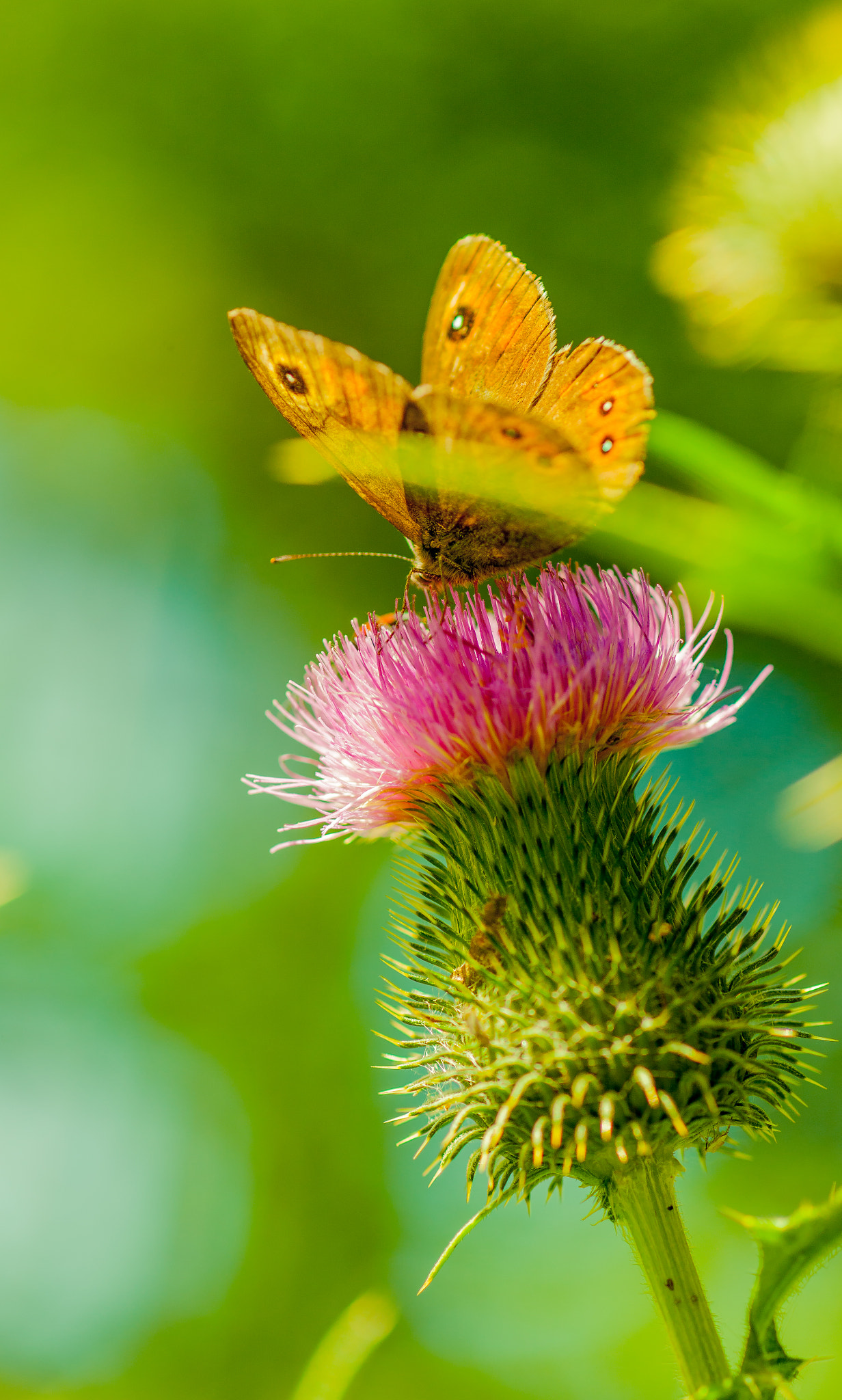 Canon EF 100mm F2.8 Macro USM sample photo. Ar photography