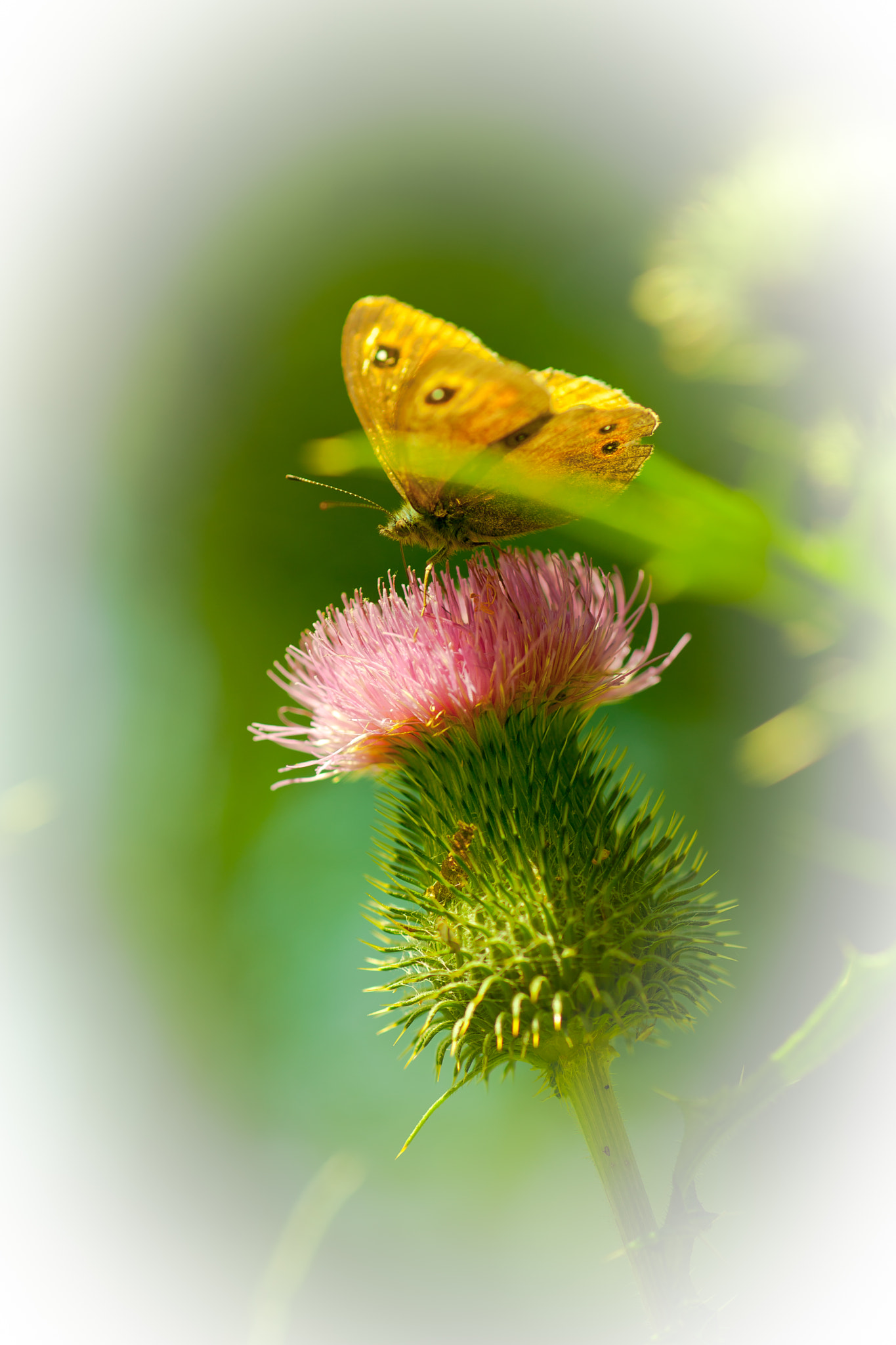 Canon EOS-1Ds Mark III + Canon EF 100mm F2.8 Macro USM sample photo. Ar photography