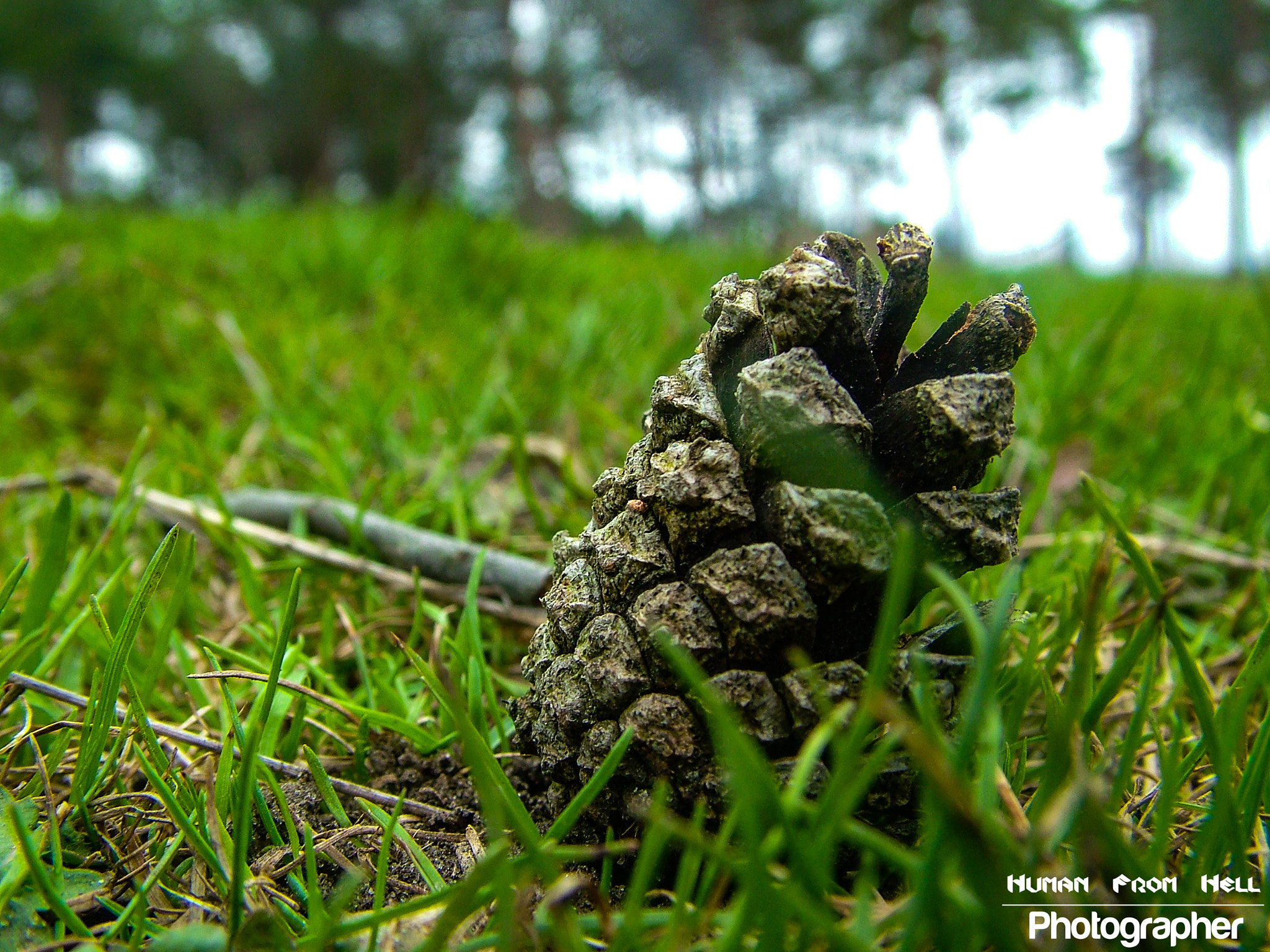 Fujifilm FinePix S7000 sample photo. Pine cone #2 photography