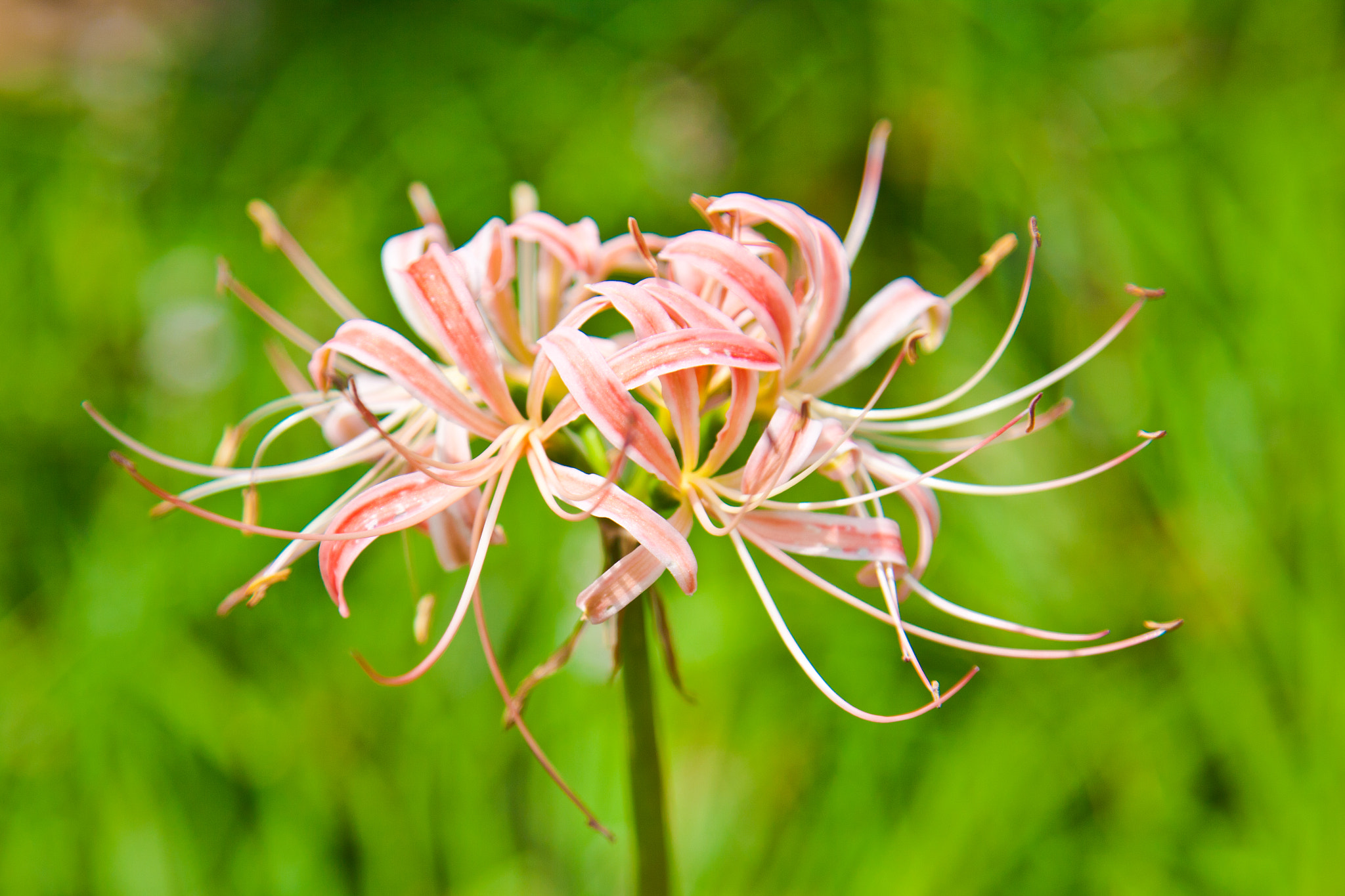 Canon EOS 50D + Canon EF 24-105mm F4L IS USM sample photo. Lycoris radiata photography