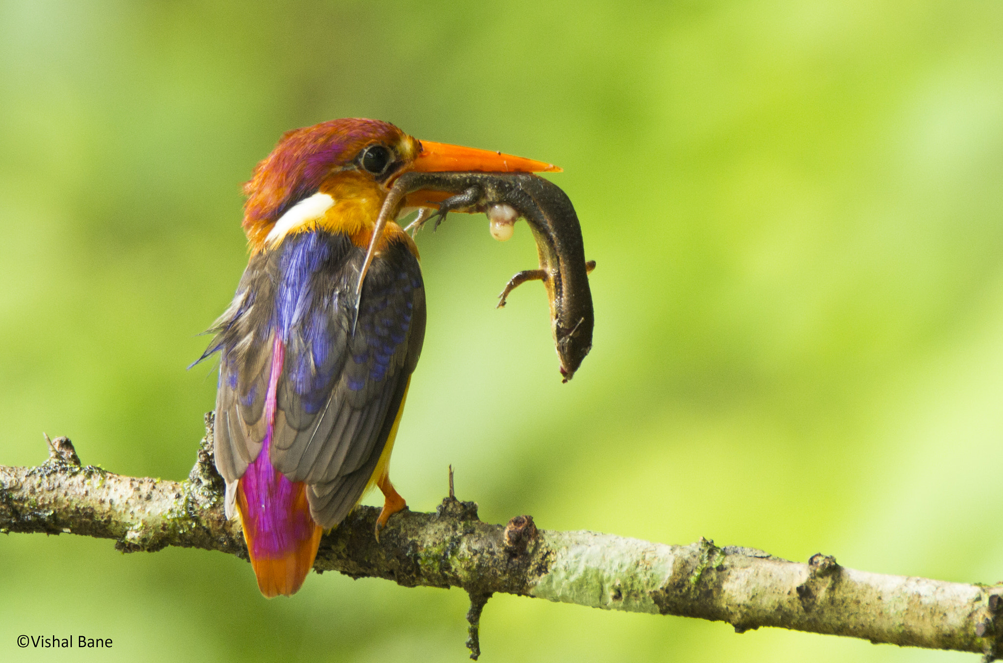 Tamron SP 150-600mm F5-6.3 Di VC USD sample photo. Oriental dwarf kingfisher photography