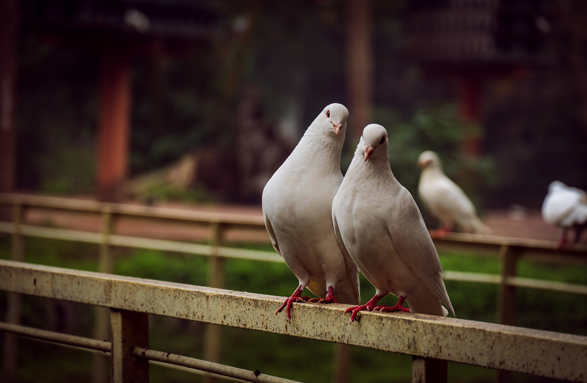 Fujifilm X-A2 + Fujifilm XC 50-230mm F4.5-6.7 OIS II sample photo. Strange photography