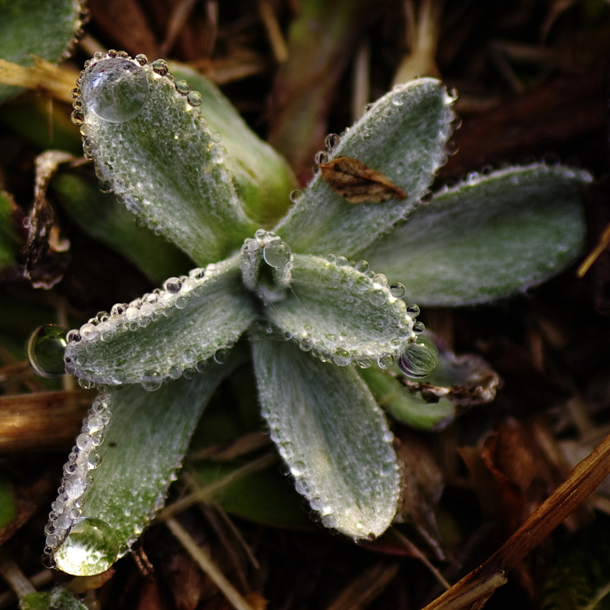 Pentax K-5 sample photo. Drops of water photography