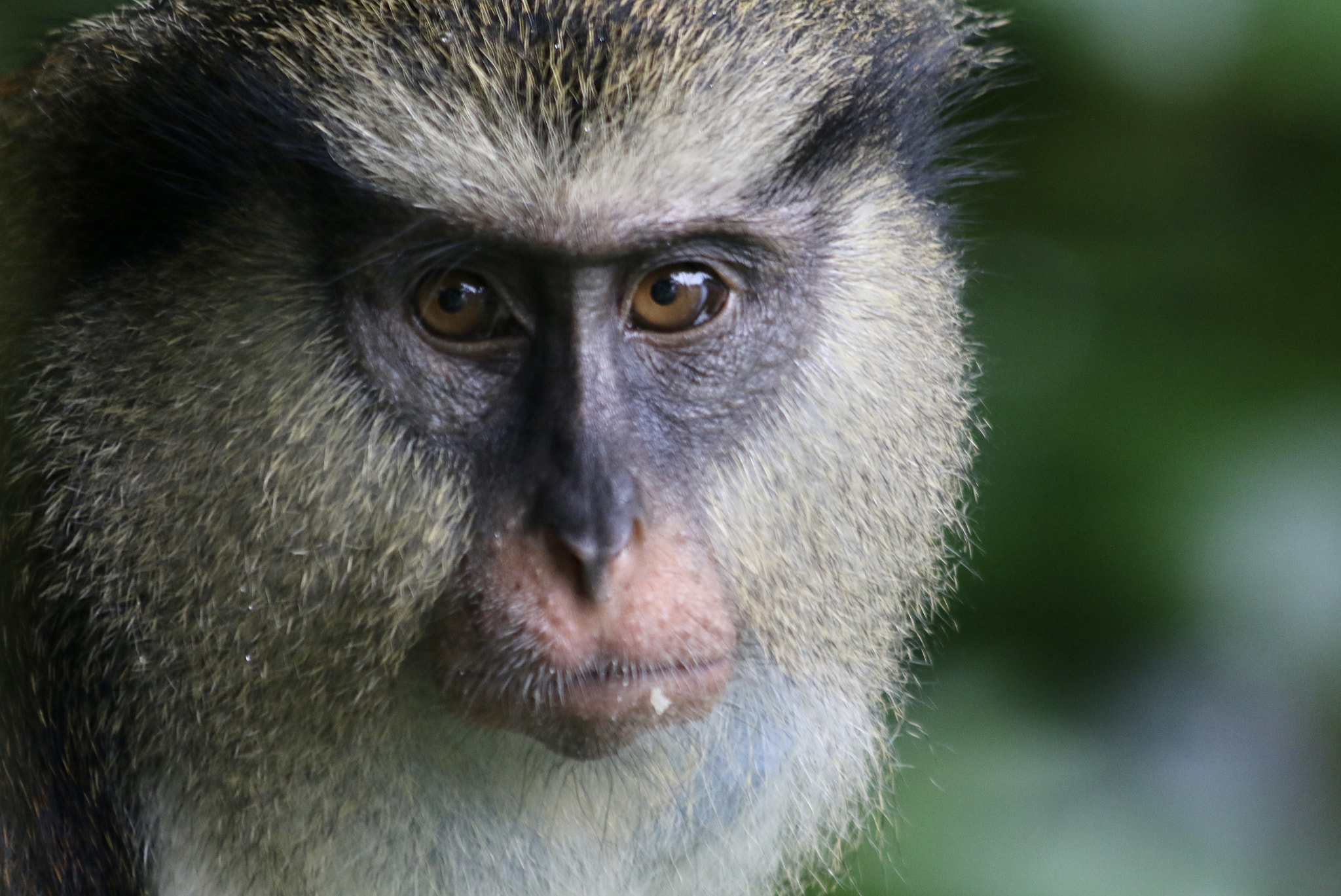 Canon EF 70-300mm F4-5.6 IS USM sample photo. Mona monkey close-up photography