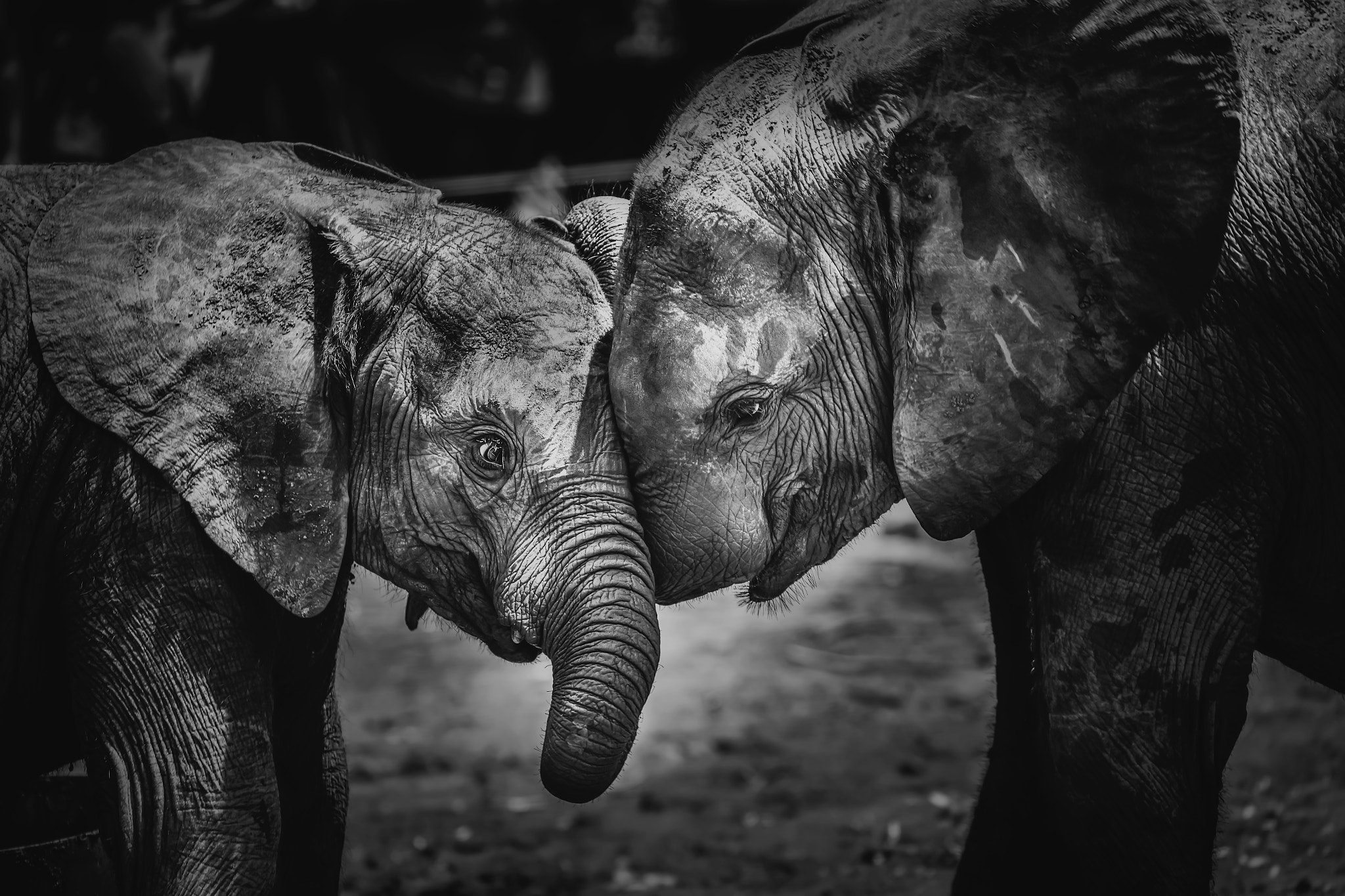 Canon EF 70-300mm F4-5.6L IS USM sample photo. Elephants photography