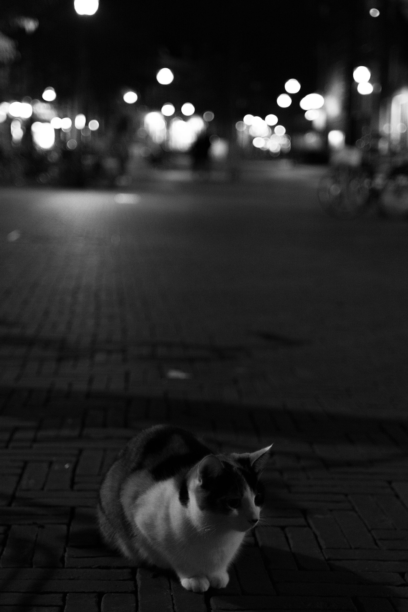Nikon D7100 + Nikon AF Nikkor 35mm F2D sample photo. Cat in the city photography