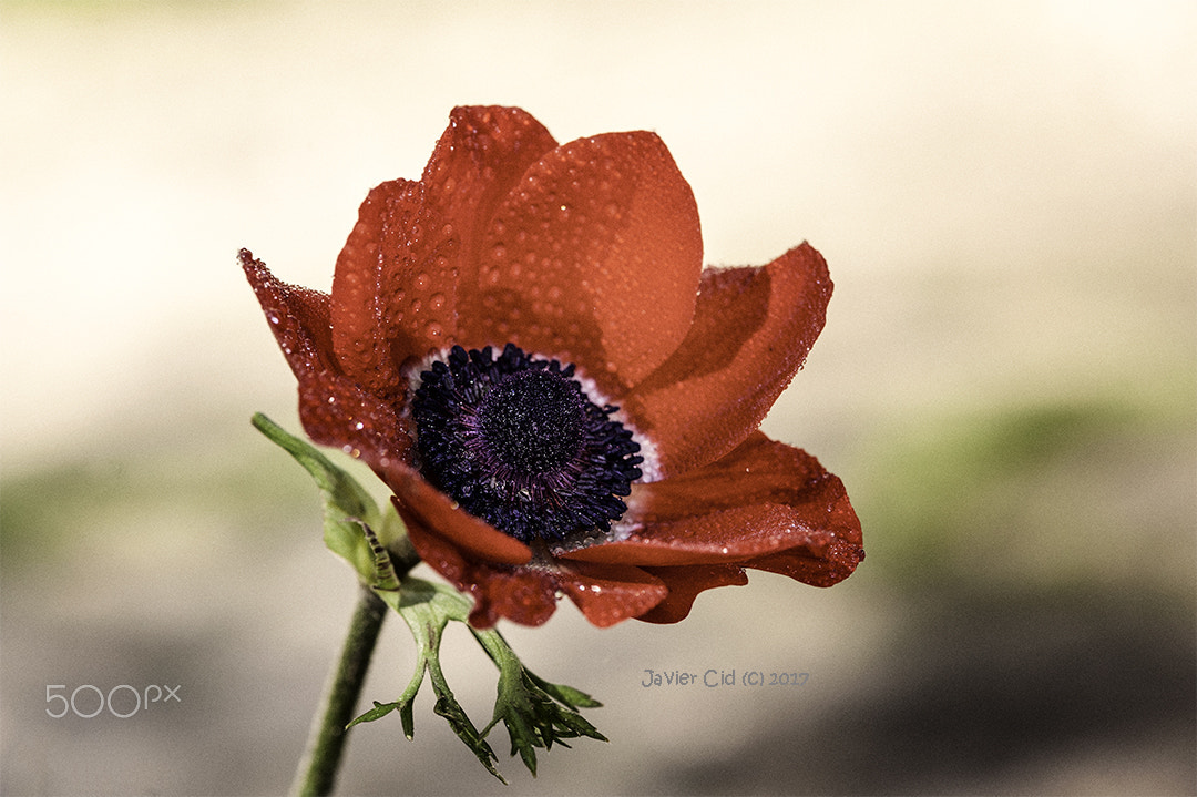 Nikon AF-S Micro-Nikkor 105mm F2.8G IF-ED VR sample photo. Primavera photography