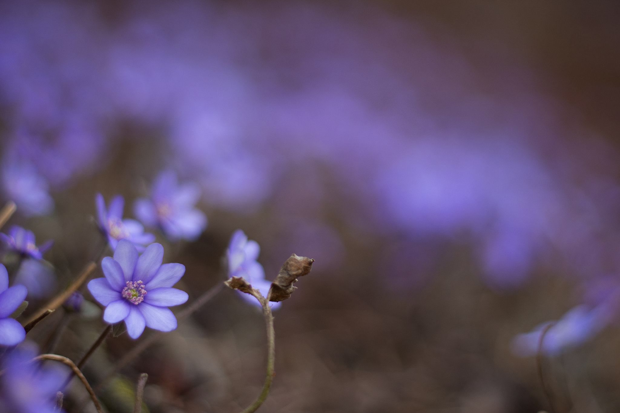 Canon EOS 100D (EOS Rebel SL1 / EOS Kiss X7) + Canon EF 50mm F1.8 II sample photo. Springfriend photography