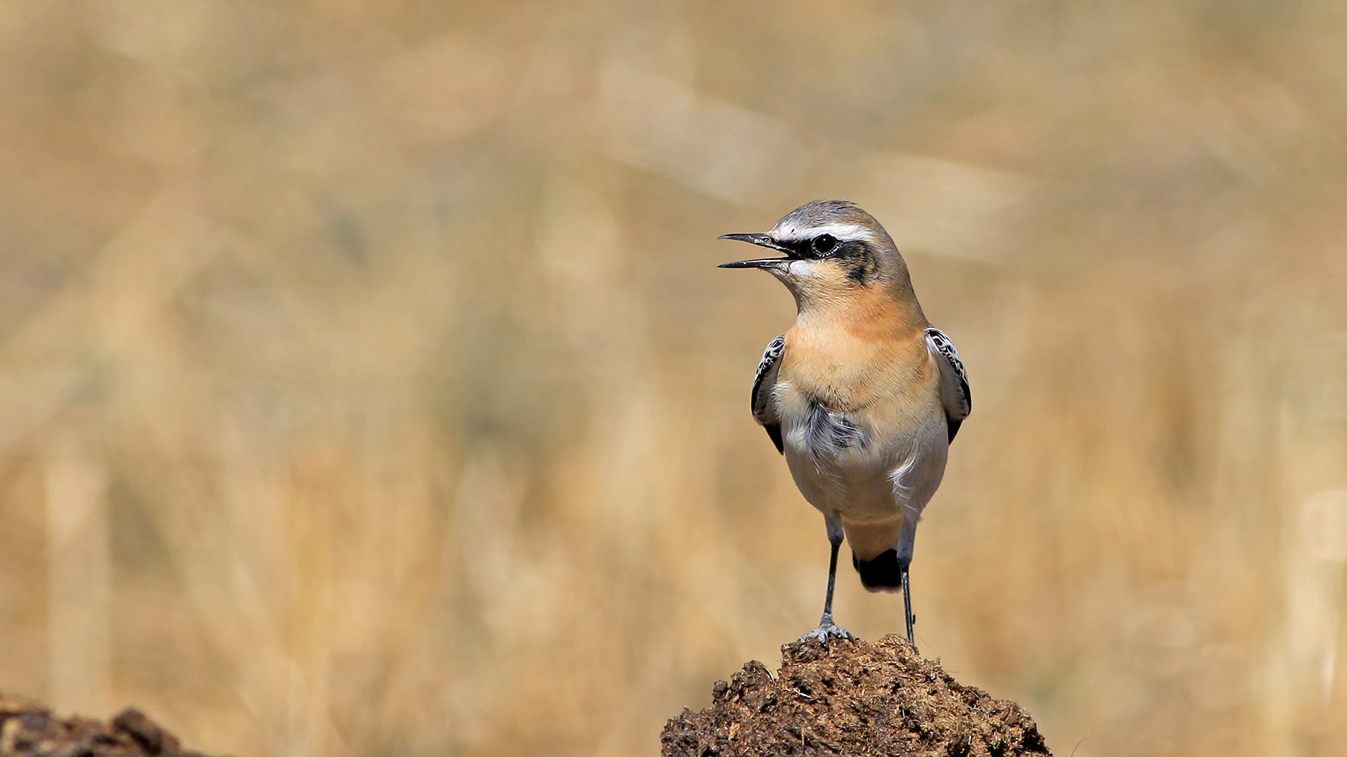 Canon EOS 70D + Canon EF 400mm F5.6L USM sample photo. Isabellina  wheatear. photography