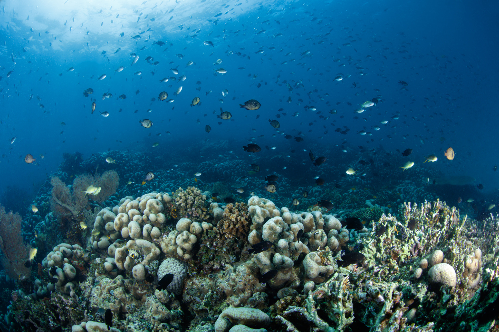 Canon EOS 5DS R + Canon EF 8-15mm F4L Fisheye USM sample photo. Biowreck, pemuteran bali photography