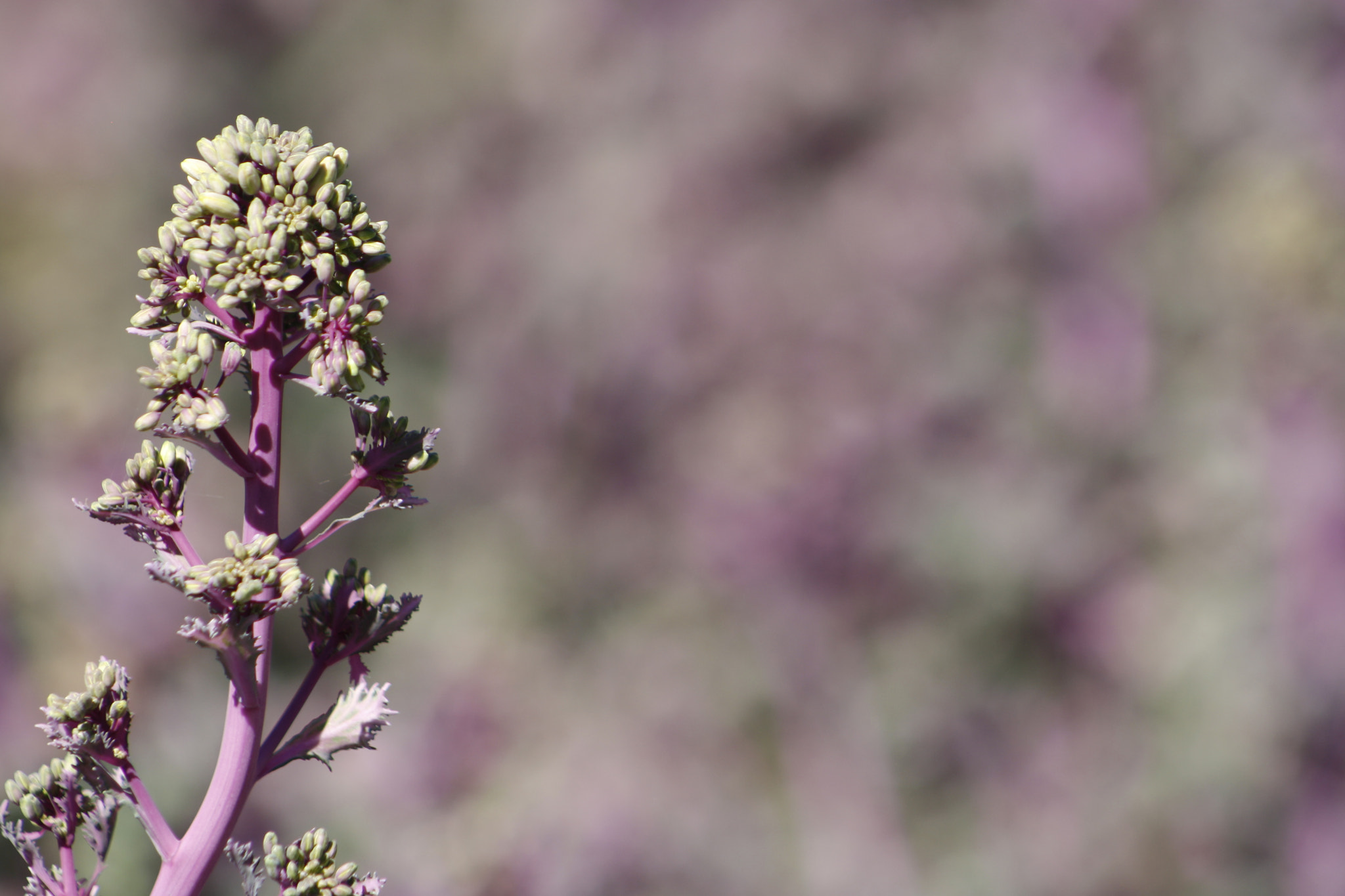 EF75-300mm f/4-5.6 sample photo. Mg photography