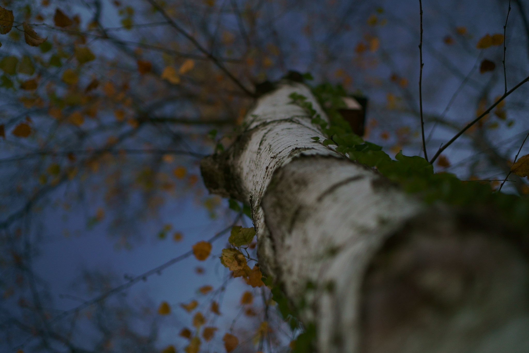 Sony a7S II sample photo. Tree 3 photography