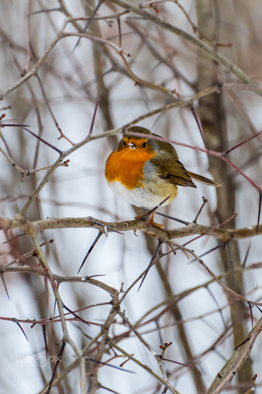 Nikon D810 sample photo. Robin photography