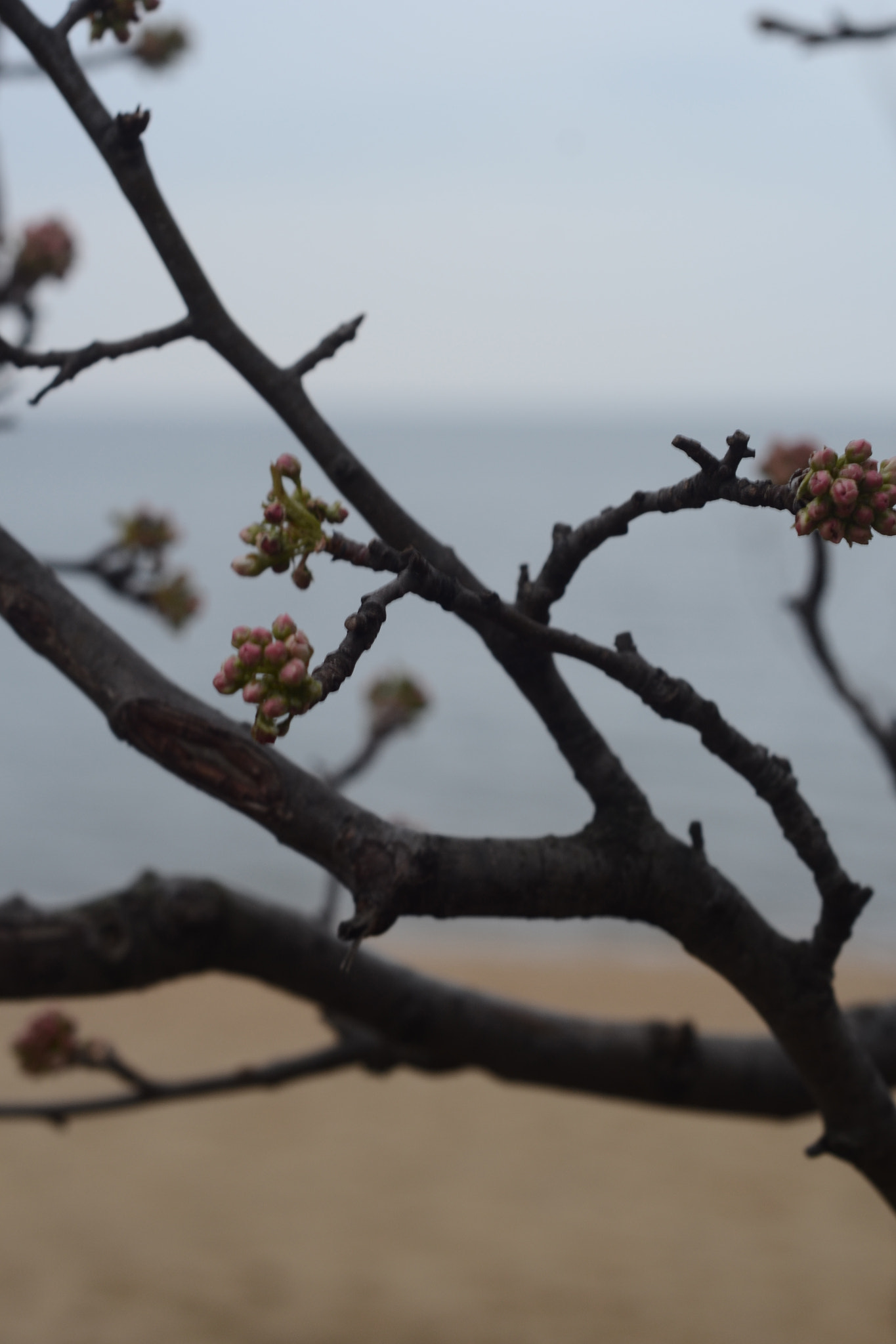 Nikon D3100 + Nikon AF Nikkor 50mm F1.8D sample photo. Branch closee up photography